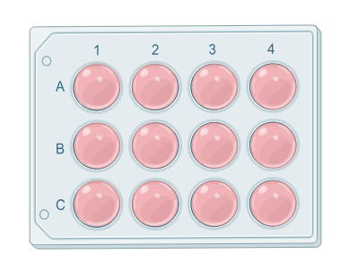 12-well cell-culture plate, rows A to C and columns 1 to 4, filled with pink media.